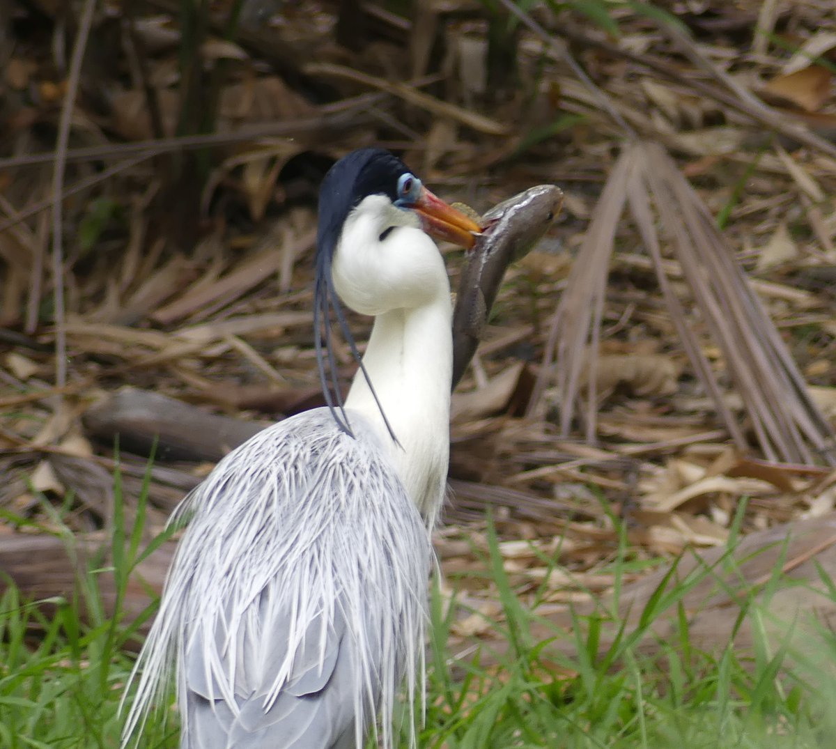 ZeebraDesigns's tweet photo. Cocoi Heron/Jardin Botanico/Portoviejo Ecuador
"There can be no very black melancholy to him who lives in the midst of Nature and has his senses still."  Thoreau

#OctBigDay, #BirdsSeen2024,#eBird,@Every_Heron,#enviroamericas https://t.co/chUpMtCY6o