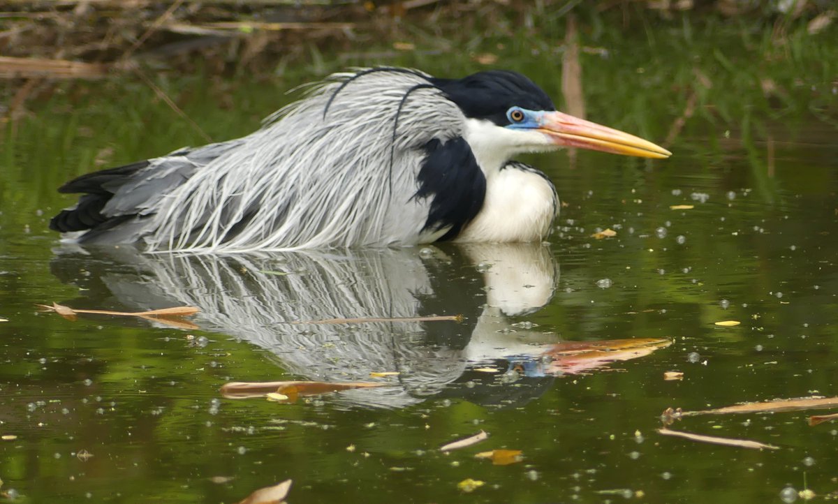 ZeebraDesigns's tweet photo. Cocoi Heron/Jardin Botanico/Portoviejo Ecuador
"There can be no very black melancholy to him who lives in the midst of Nature and has his senses still."  Thoreau

#OctBigDay, #BirdsSeen2024,#eBird,@Every_Heron,#enviroamericas https://t.co/chUpMtCY6o