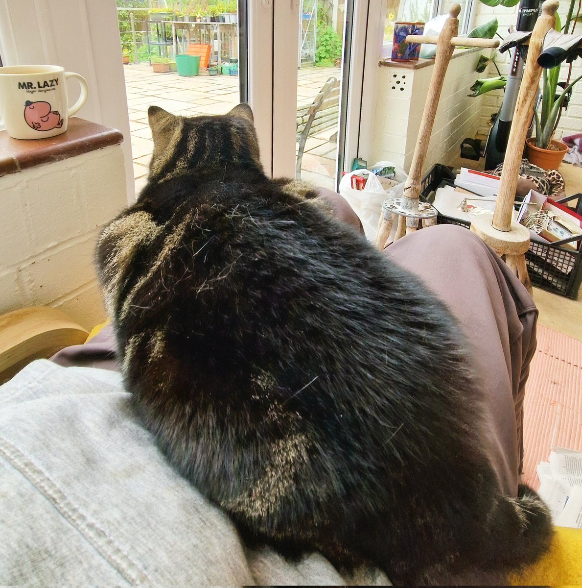 JessFudge20's tweet photo. #MultiTaskingMonday furr me today. #HedgewatchForSilas from the conservapawry (It's a little chilly) while baking a ๐ for #KittyLoafMonday ๐น๐พโค๏ธ #Betty #CatsOfTwitter https://t.co/e1b8lQVd7B