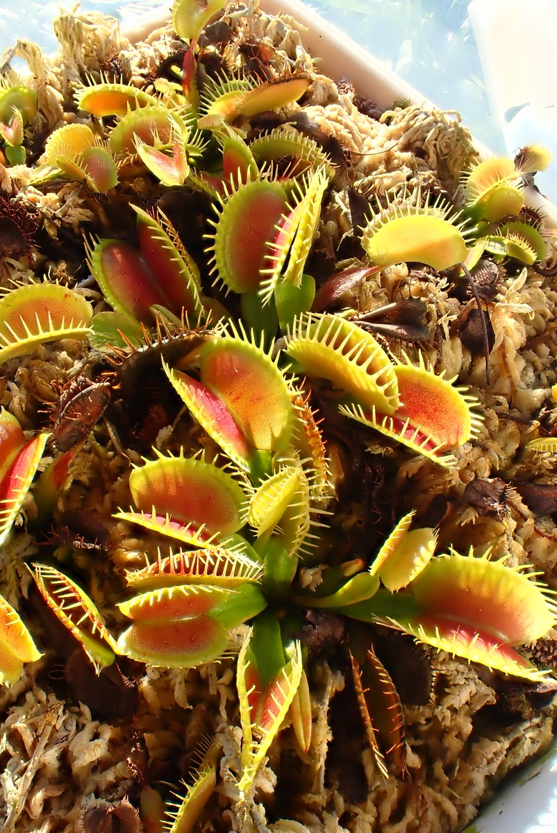 moiwayama_nepen's tweet photo. #ハエトリソウ #鈴木系 #春及園 #Dionaea #食虫植物 #Carnivorous_plants #Venus_flytrap #suzuki #TG6
鈴木系の、長澤タイプのものです。秋となって、かなり鈴木系らしい感じの姿になってきました。 https://t.co/W781RaP3ge