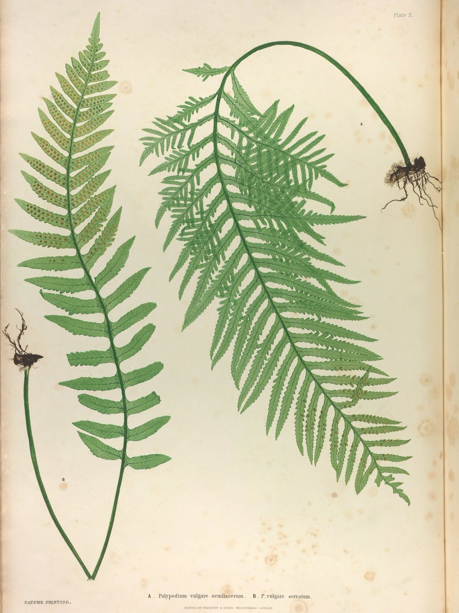 Explore our planet’s earliest plants and the environments in which they lived with <a href="/NHM_London/">Natural History Museum</a> palaeobotanist, Paul Kenrick, in this upcoming talk at the RHS Lindley Library: 'The Evolution Garden: Uncovering a History of Plants' 🌿

Find out more: eventbrite.co.uk/e/lindley-late…