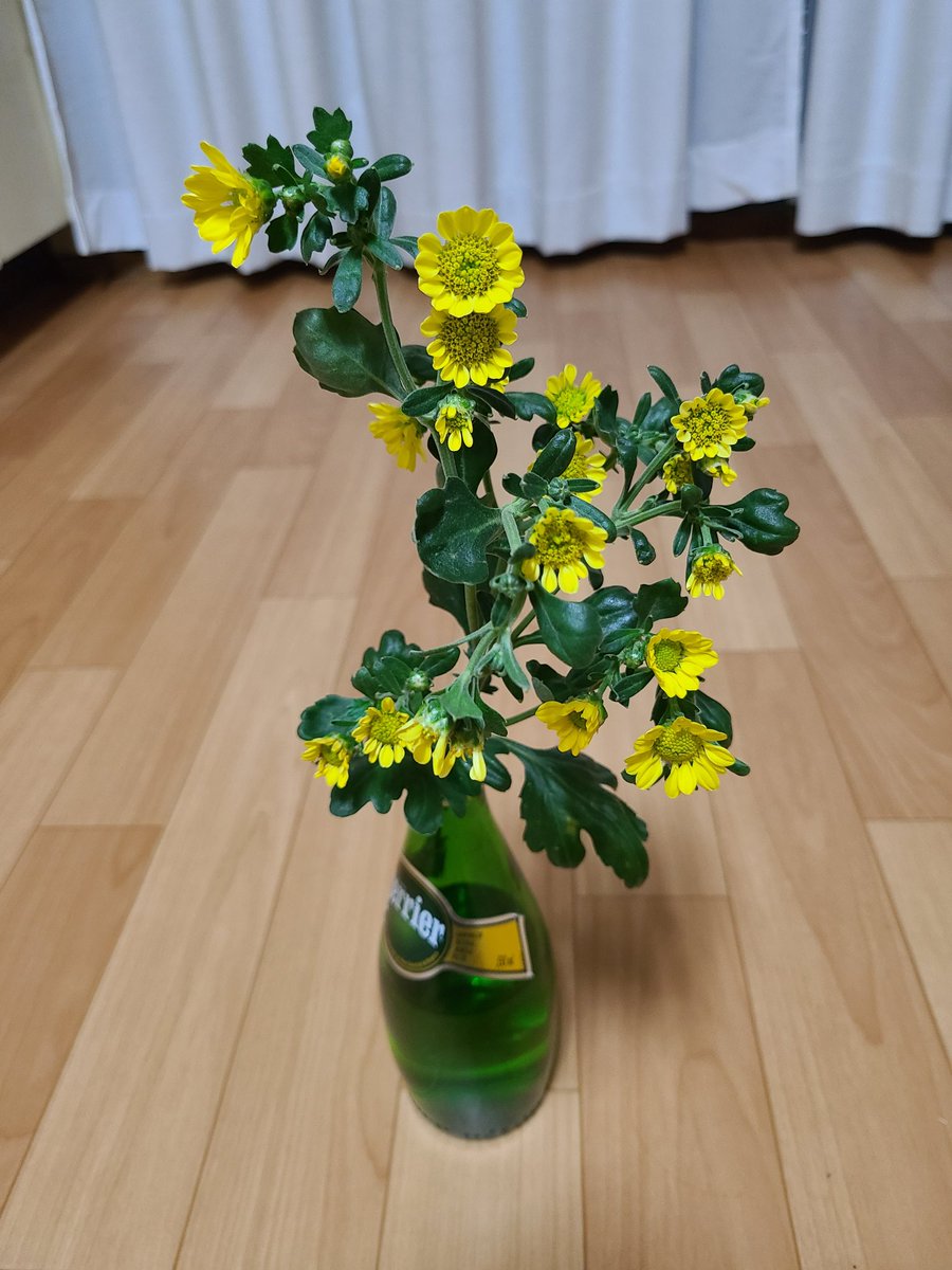 nogyoryoko's tweet photo. 初めての8月咲きコギク
赤白黄色3色×1株ずつ育てた結果…
黄色だけ開花までいきましたが、ご覧のとおりです(^_^;
難しい…。
#ベランダ菜園 
#コギク https://t.co/ZFDYNfoFfg