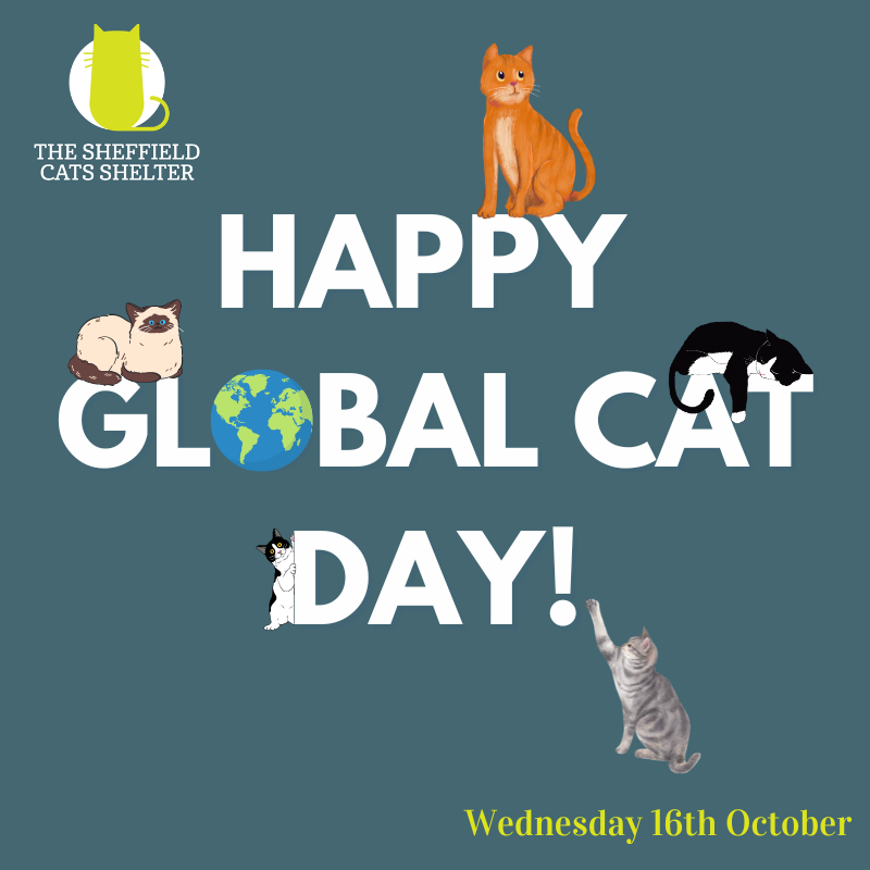 It’s Global Cat Day! Let’s celebrate our furry friends 🐈

Looking for a cat? Please visit: thesheffieldcatsshelter.org/cats/ to adopt yours now📲