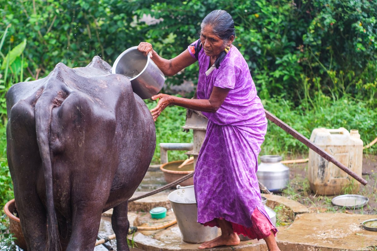 SEWAFed's tweet photo. Think of a farmer. Did you think of a male?
From land ownership, gender norms, economic disparities, policy &amp; institutional barriers and media representation have contributed to marginalisation of women in agri. This #MahilaKisanDiwas lets celebrate women farmers and their coops. https://t.co/LTYVeYMTqa