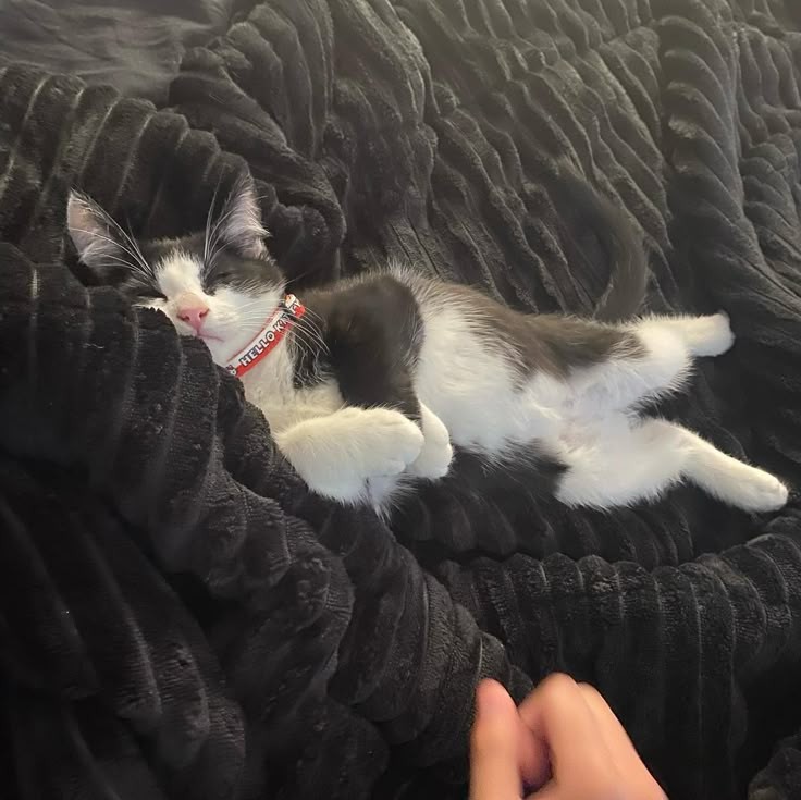 windrisesd's tweet image. esse é o figaro, o nome veio de pinocchio