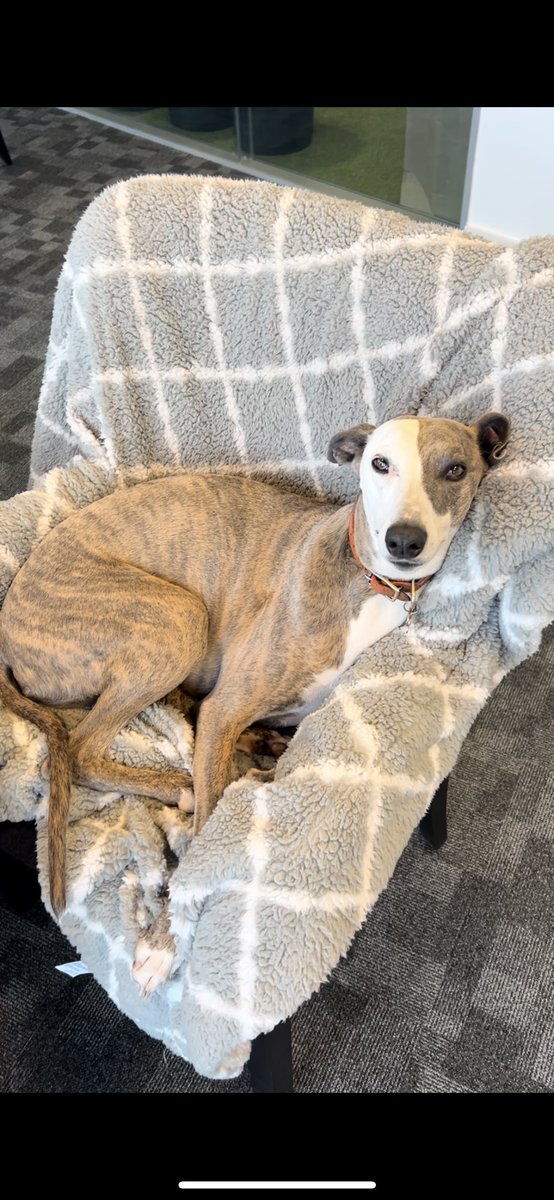 chesterraces tweet media