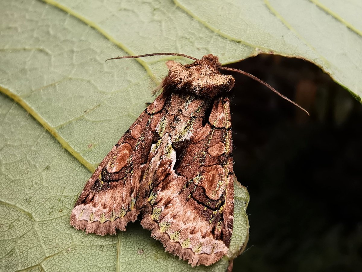 Very cool night back at CMO HQ last night but a lovely Satellite (bom, bom, bom...) Was a new species for the year here. An inky Black Rustic, a suitably flicky Mallow &amp; an emerald-dusted Green-brindled Crescent made up the autumnal selection...
#cleymothobs
#mothsmatter