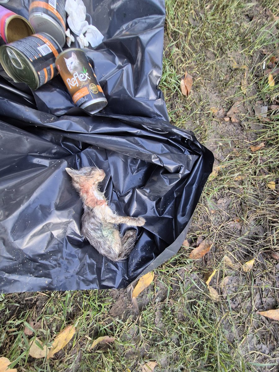 13 Ekim Pazar günü Ümraniye Sahipsiz Hayvan Bakımevi'nde sosyal medyaya yansıyan görüntüler ardından avukat ve mahalle gönüllüleri olarak tespit ve kurtarma çalışmalarına katılmak için bakım evine gittik. Karşılaştığımız görüntüler korkunçtu. El kadar yavru kediler, soğukta