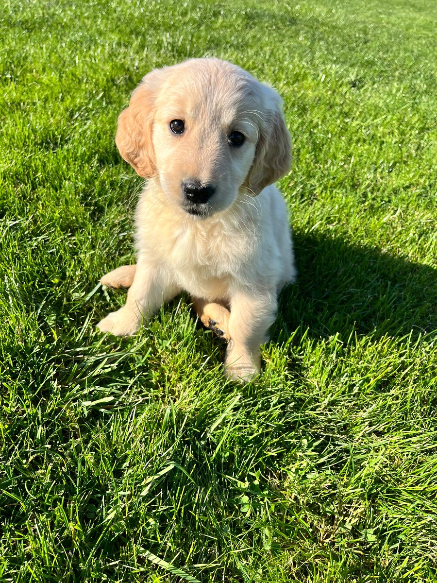 We're delighted to introduce you to our new #Goldengirl, Kerry.

#goldenretriever, Kerry, has a bright future ahead as she will soon start her training to become a Medical Alert Assistance Dog.

medicaldetectiondogs.org.uk/puppy-sponsors…