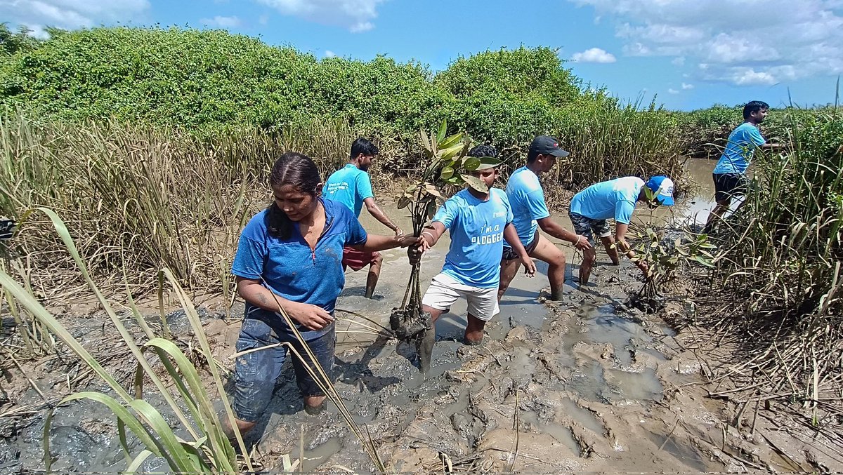 CycloneeMohanty's tweet photo. Let's together stand for climate action.
#mangroveplantation
@SATTVIC_SOUL  @MohanMOdisha @Naveen_Odisha @ForestDeptt @EarthAgain_IN @CANZIM11 @GlobalECCI 
#mangroverestoration
#savemangrove https://t.co/Q3BnHYKc6Z