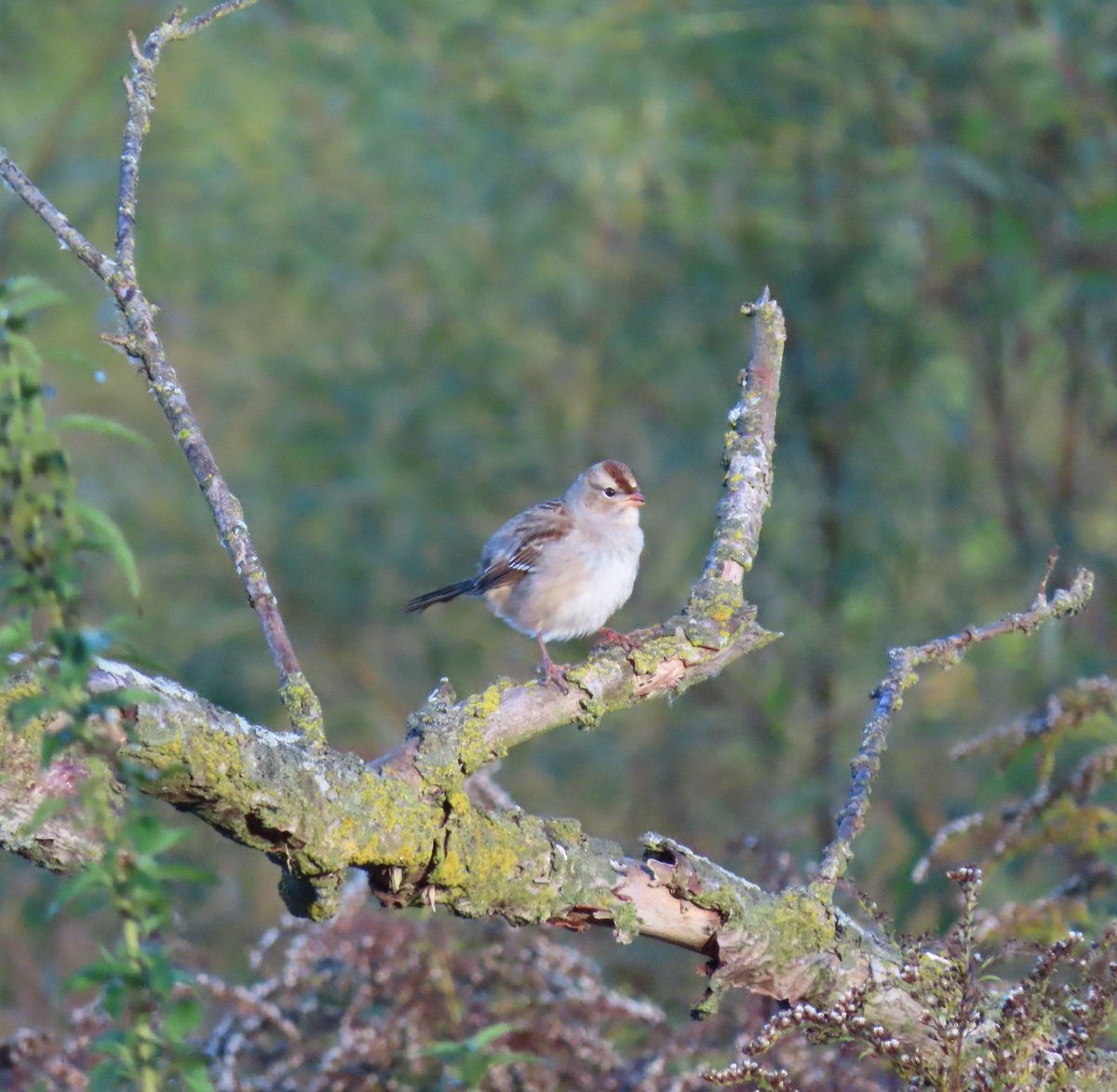 PLKlein_Author's tweet image. "You know you've grown up when a nap is no longer a punishment but a reward." ~ #unknown #thinkingoutloud #quickquote #MondayMoments #mondaymotivation #grownup #nap #punishment #reward