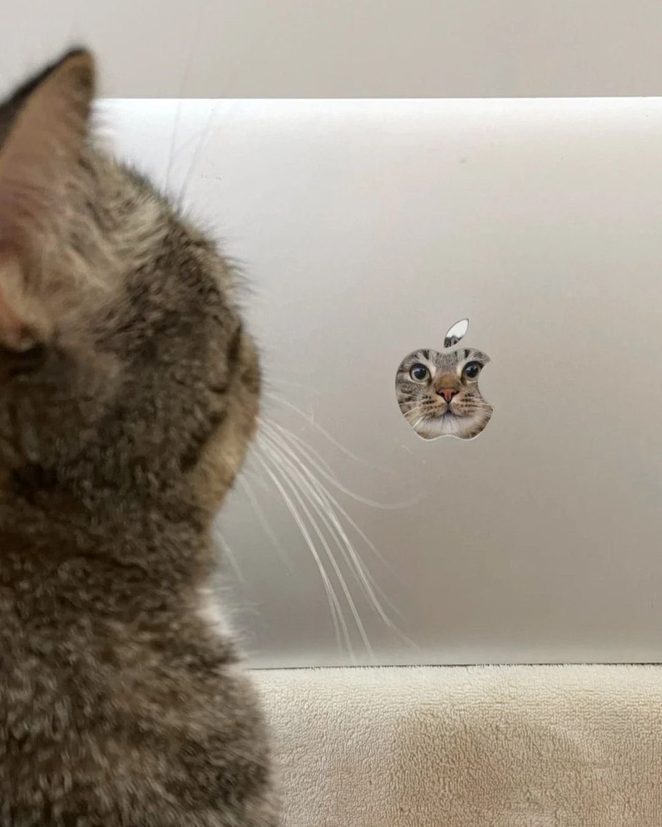 No Cats No Life (@nocatsnolife_m) on Twitter photo 