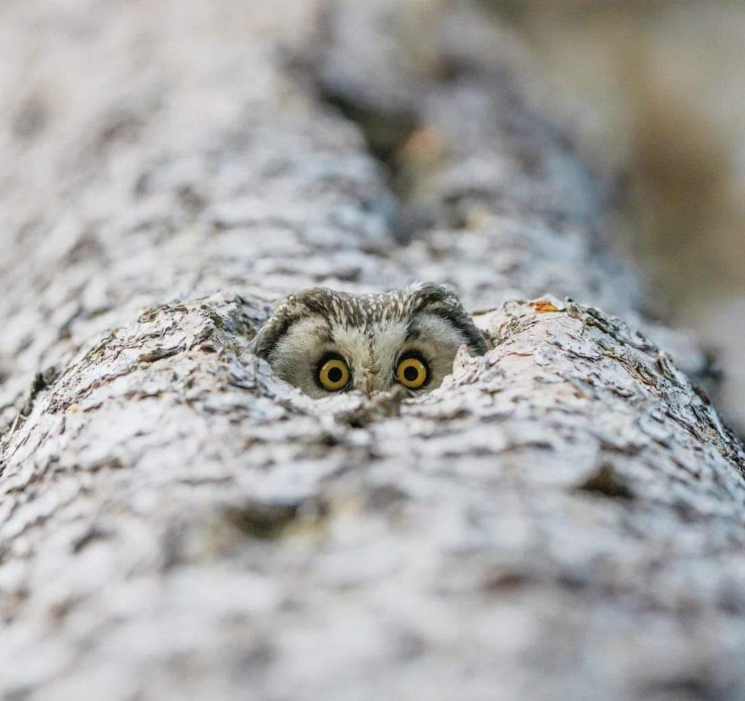 MbarkCherguia's tweet photo. Tengmalm's Owl. 🦉

📷: @e.e_photography_ ©️ 

#NatureBeauty #birds #MondayVibes #Monday https://t.co/UZgTiXz8M3