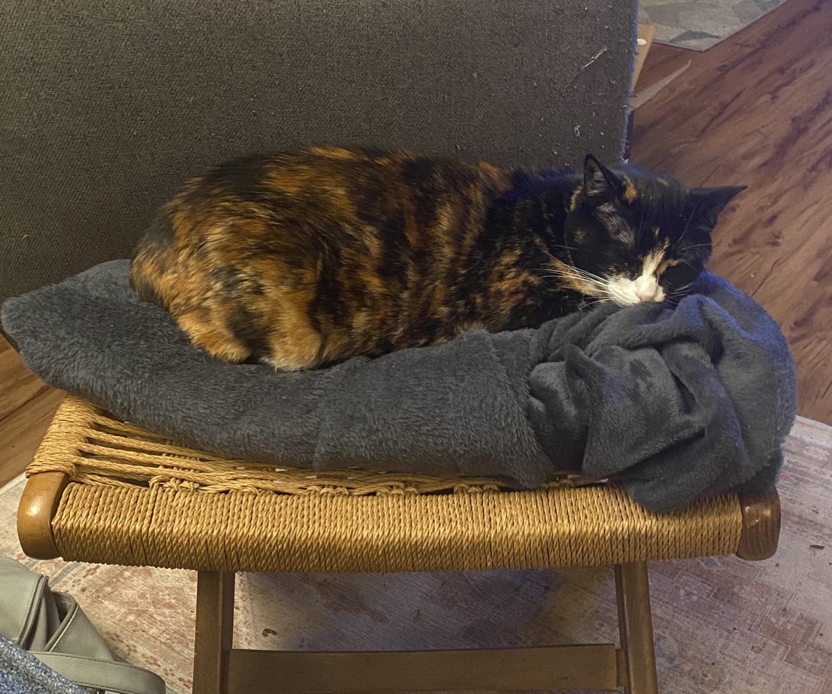 world_phoebe's tweet photo. We are nice and snuggled for the day! Happy Monday! 🩷🩷 https://t.co/jVmW3pJ65l