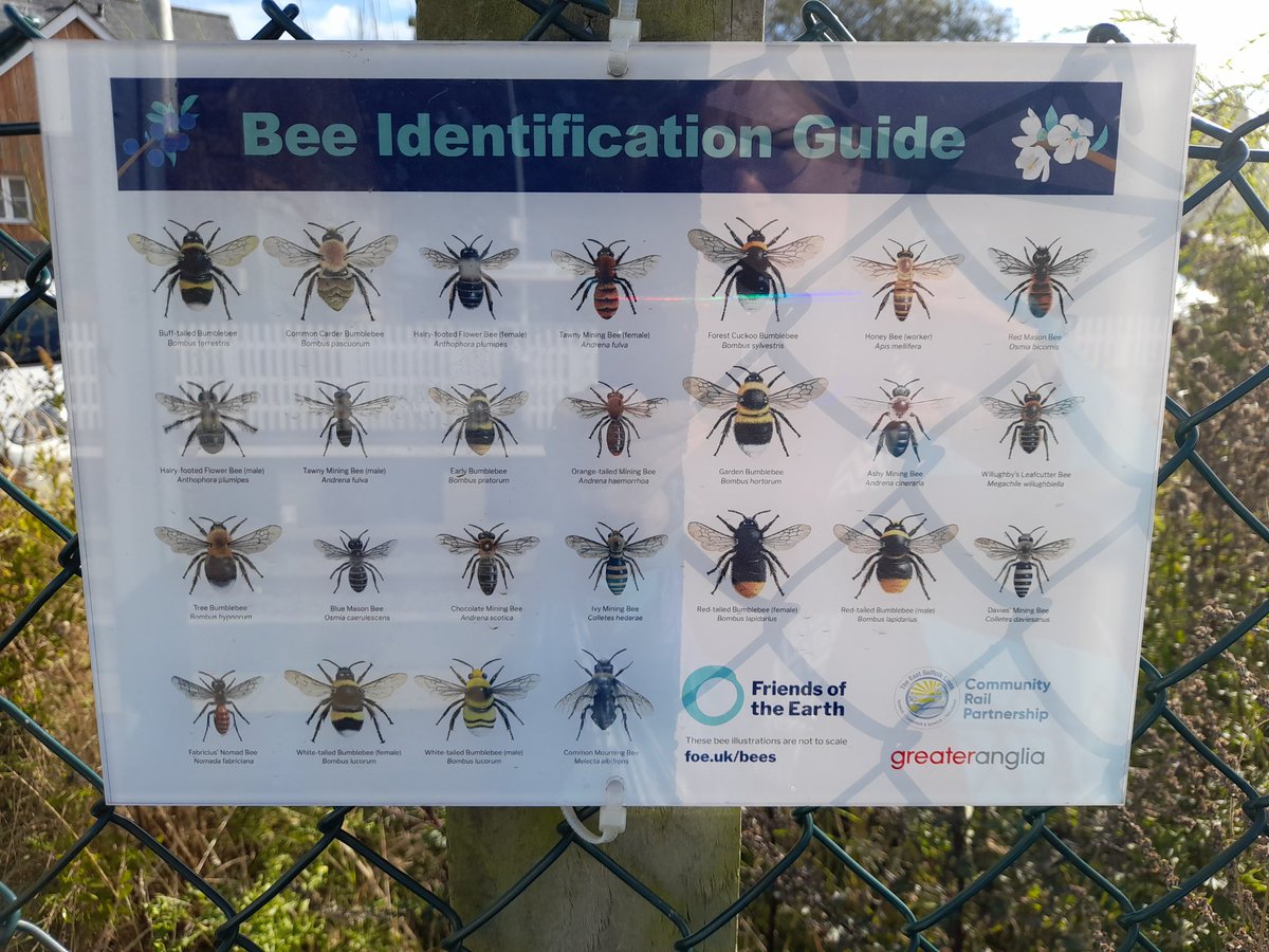 Great idea <a href="/greateranglia/">Greater Anglia</a> 

#Saxmundham passengers were using the 🦋 ID chart whilst waiting for the 11:55 train 😊

<a href="/savebutterflies/">Butterfly Conservation 🦋</a>
#friendsoftheearth