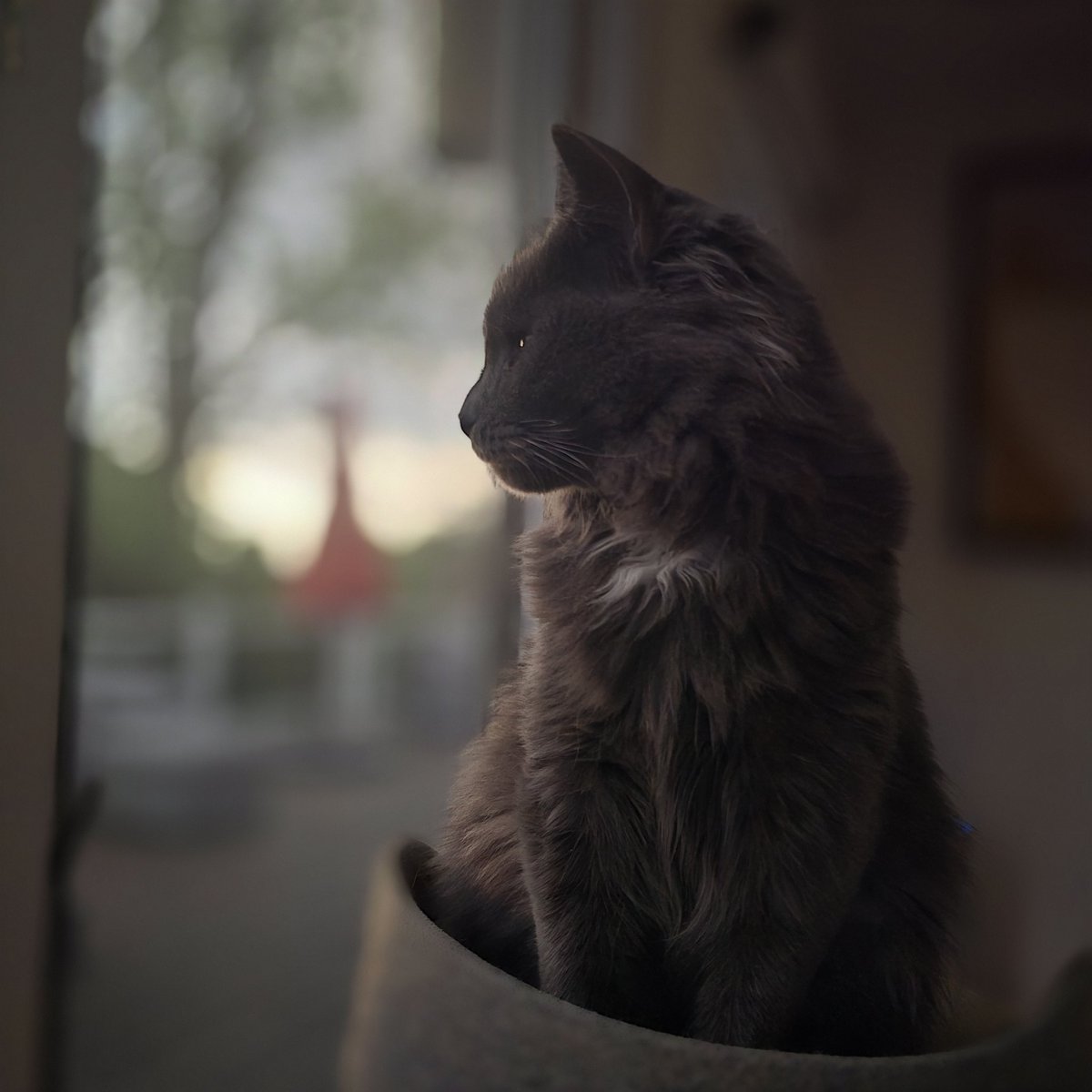 NTNLcats's tweet photo. Abel at sunrise. #AbelGJohnson #cat #kitty #graycat https://t.co/8kKTBWm4Ka