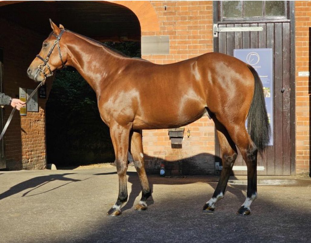 Tally-Ho Stud (@hostud) on Twitter photo ✨ 280,000gns colt for COTAI GLORY
<a href="/StroudColeman/">Stroud Coleman Bloodstock</a> buy this colt out of Wedding Wish <a href="/Tattersalls1766/">Tattersalls</a> - a successful pinhook for Tradewinds Stud #CotaiGlory ✨ 280,000gns colt for COTAI GLORY
<a href="/StroudColeman/">Stroud Coleman Bloodstock</a> buy this colt out of Wedding Wish <a href="/Tattersalls1766/">Tattersalls</a> - a successful pinhook for Tradewinds Stud #CotaiGlory
