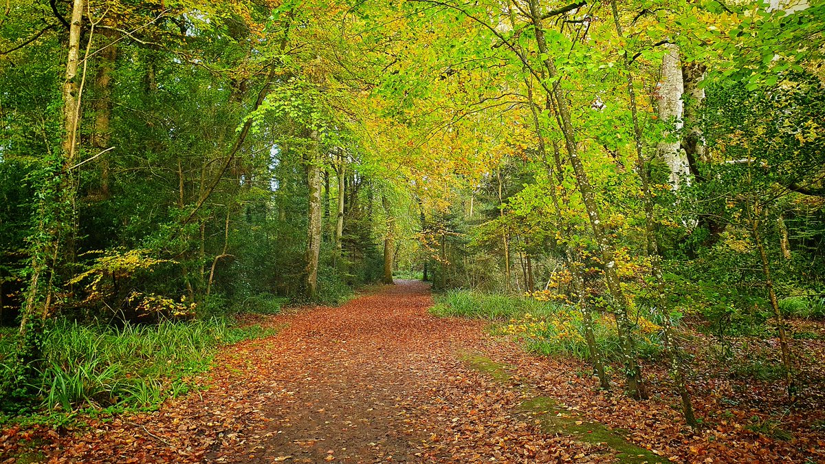 Forest Service Northern Ireland tweet media
