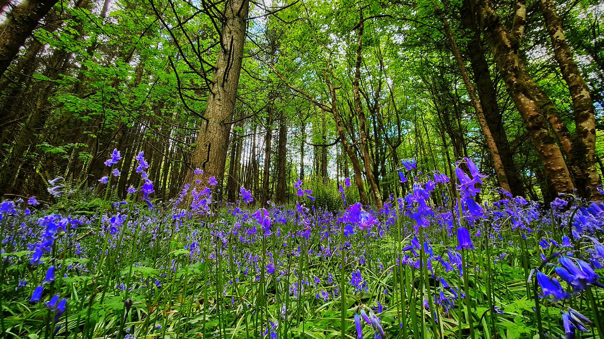 Forest Service Northern Ireland tweet media