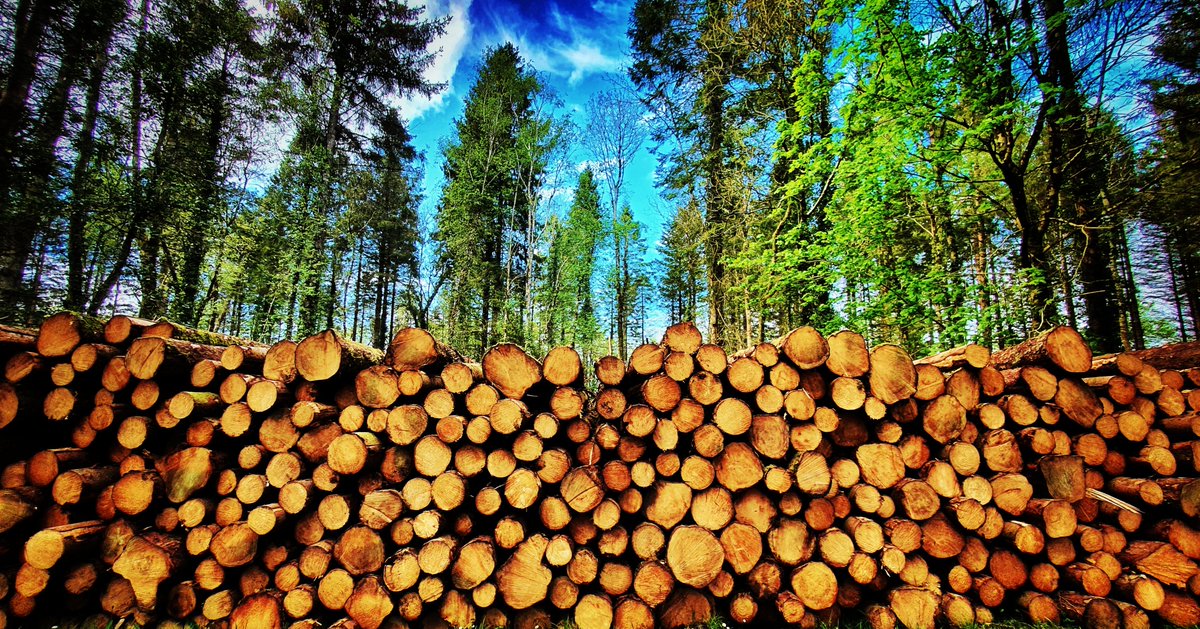 Forest Service Northern Ireland tweet media