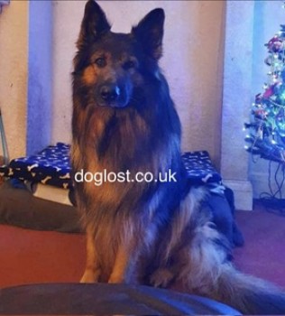 URGENT⚠️
*We are now no longer sure that Shadow went missing yesterday, it may have been anytime in the past two weeks. The dogminder is not being helpful &amp; her partner is aggressive &amp; uncooperative. Please keep eyes peeled for Shadow anywhere around the Aintree/Walton Vale area*