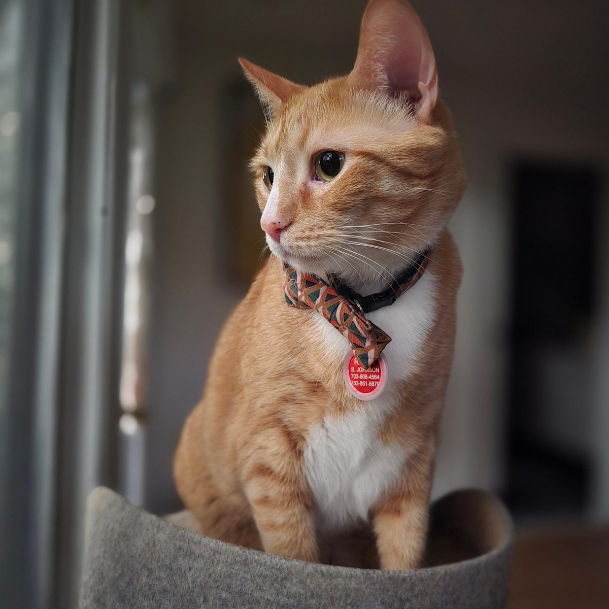 NTNLcats's tweet photo. Rylan at sunrise. #RylanBJohnson #cat #kitty #catsofinstagram #orangetabby https://t.co/FY5o4h39u1