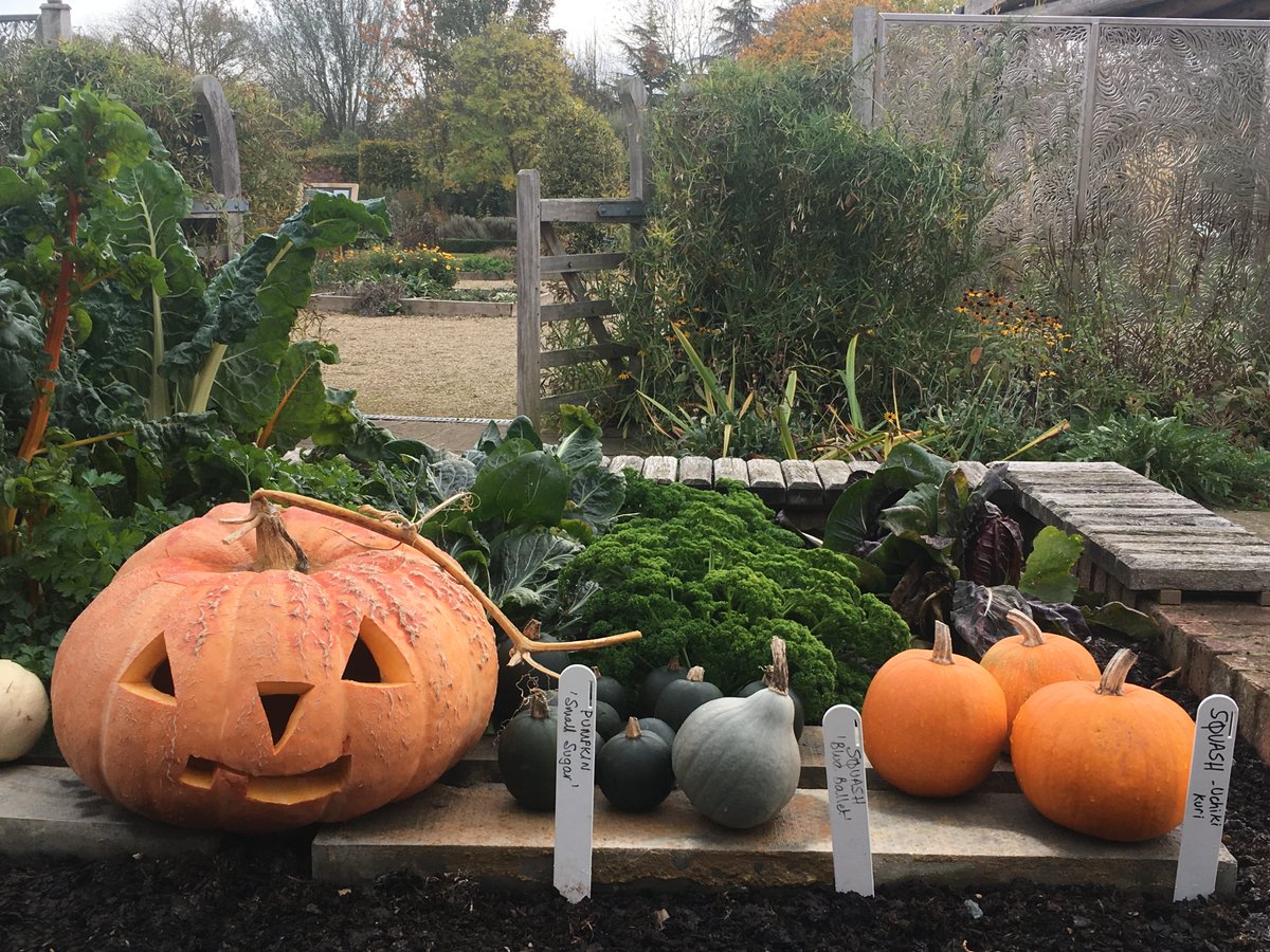 gardenorganicuk's tweet photo. Have you had a good #pumpkin harvest this year? If you're planning on carving them up for #Halloween 🎃 don't forget to use up your #leftovers! #MasterComposter Frankie shows you how to make the most of your pumpkin harvest &amp; waste less👉https://t.co/RSfTcsN153 https://t.co/oc3AjTTT0D