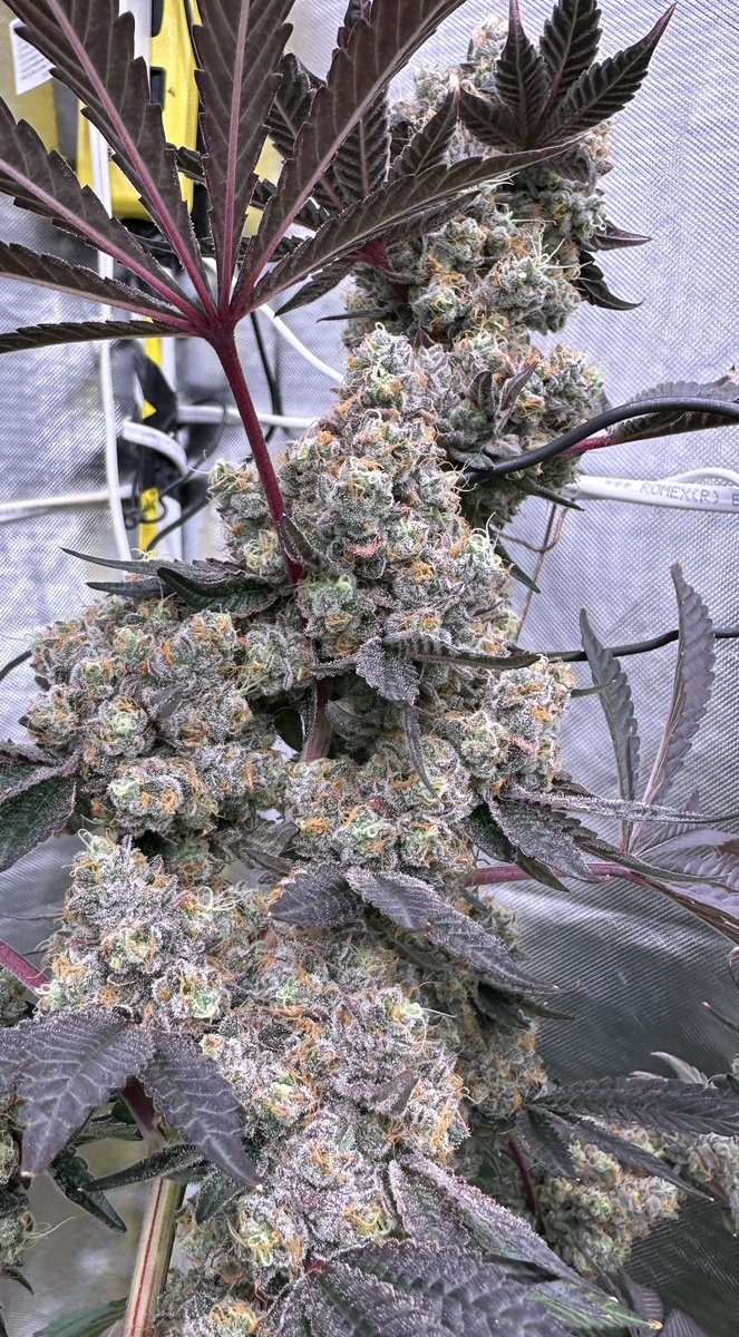 mikelbricks420 (@mikelbricks420) on Twitter photo 