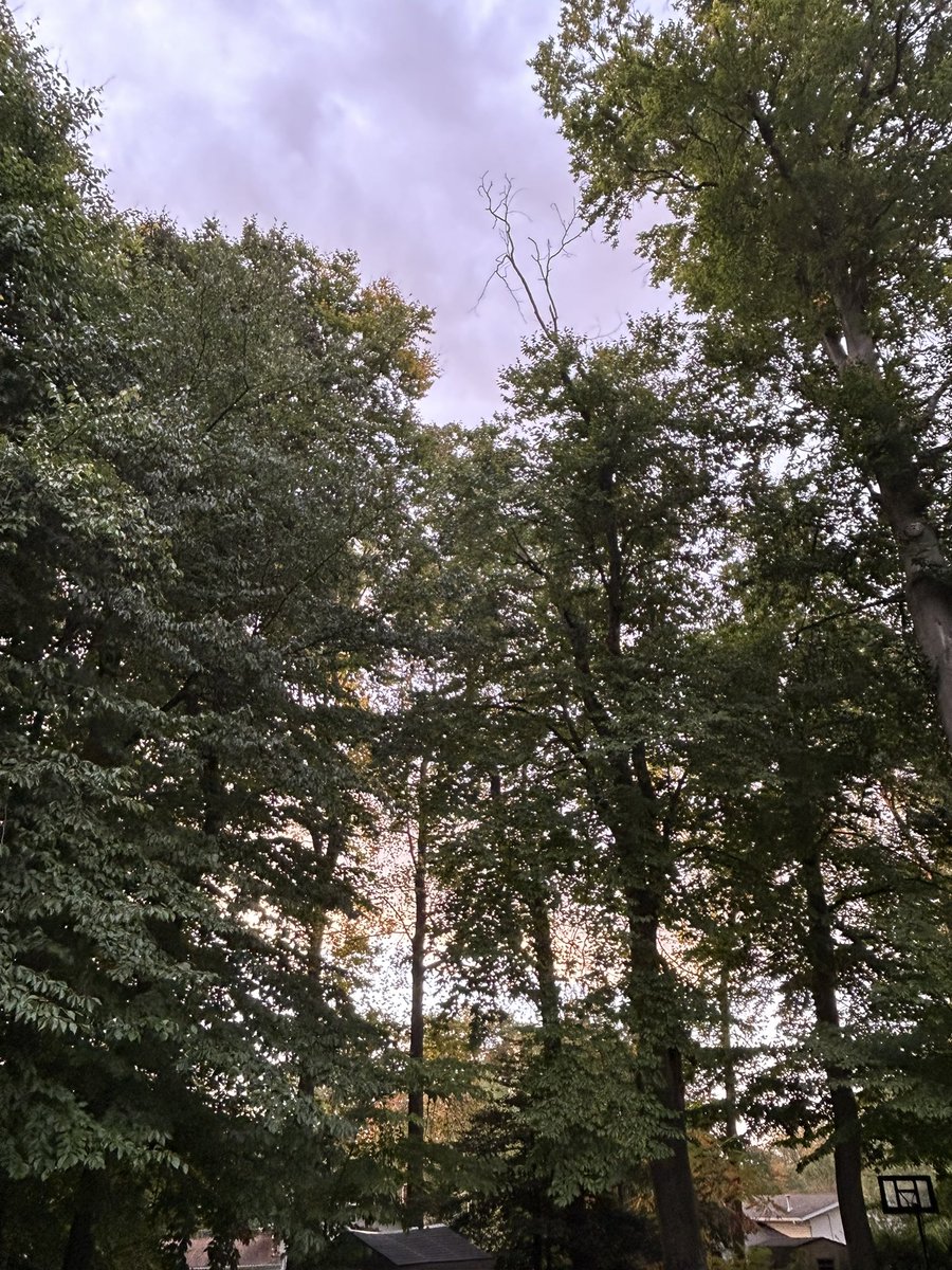 ElanaMintz202's tweet photo. Morning #GoldenHour right outside my door.
#Neighborhoods #NearbyNature #LookUp #ThisIsOutdoorLearning https://t.co/fUOQBYVt0P
