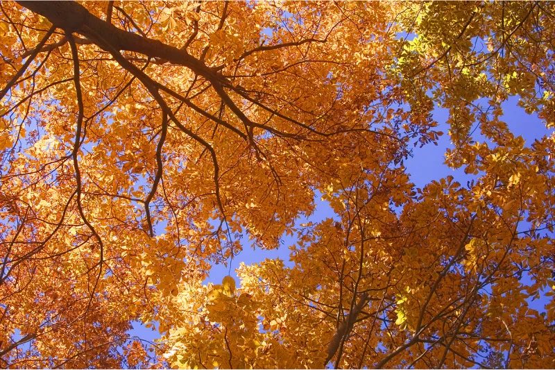 visitheilongji1's tweet photo. Time to create cherished memories with #HeilongjiangChina this autumn! 🥳 Join our CITY WALK journey in Harbin🚶♂️, and uncover the distinctive fall beauty of Xiangfang Distinct together!🍁
(Photo by @香坊发布)
#autumn #FallAdventure #TravelChina #WelcometoHeilongjiang https://t.co/qRn3uqUzAL