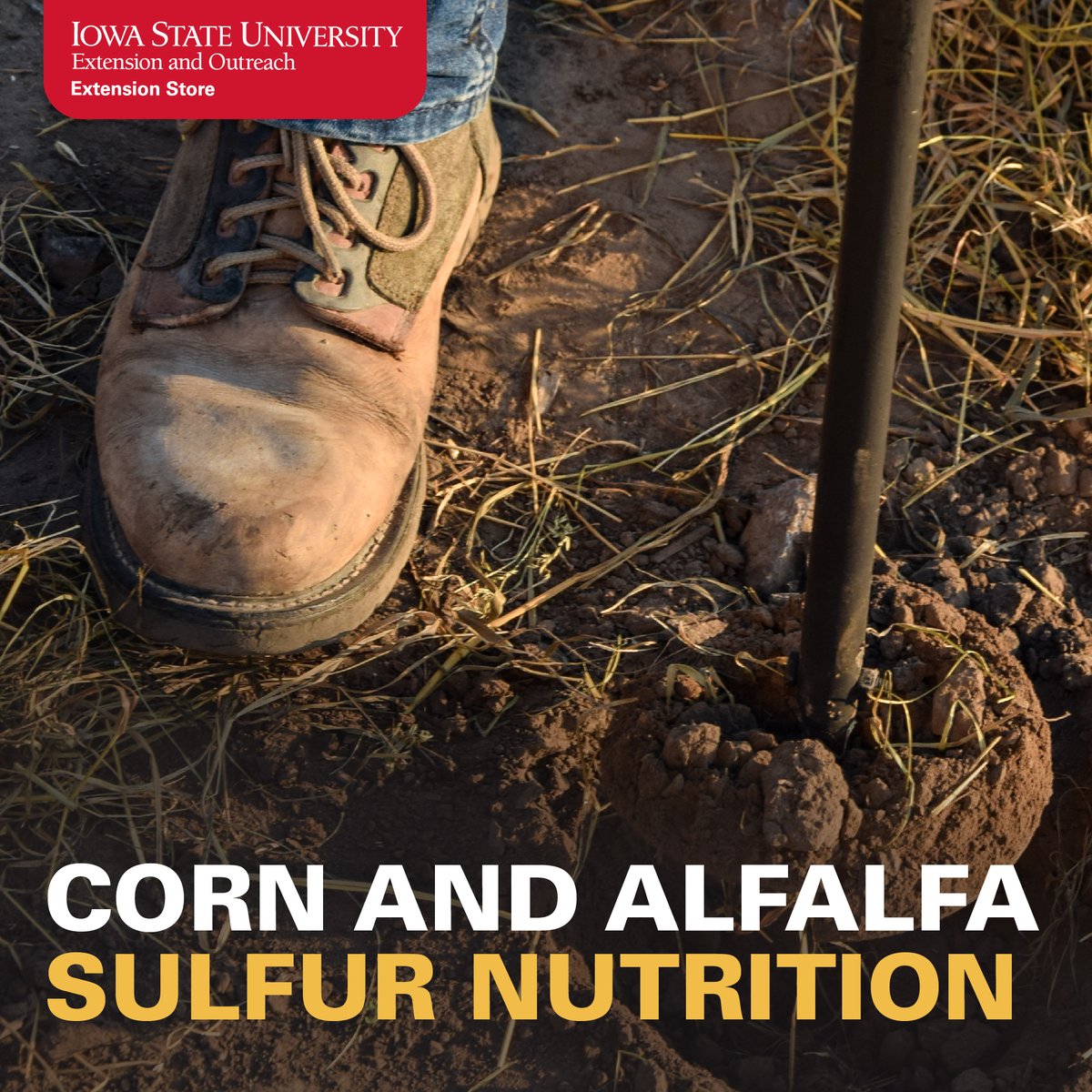 ISU Crop News (@isucropnews) on Twitter photo What about sulfur when it comes to making fertilizer decisions? <a href="/DrRichardRoth/">Richard Roth, PhD</a> and <a href="/mjanders1/">Meaghan Anderson</a> share some good insight on that topic here: crops.extension.iastate.edu/blog/dr-richar…. #ISUCrops What about sulfur when it comes to making fertilizer decisions? <a href="/DrRichardRoth/">Richard Roth, PhD</a> and <a href="/mjanders1/">Meaghan Anderson</a> share some good insight on that topic here: crops.extension.iastate.edu/blog/dr-richar…. #ISUCrops