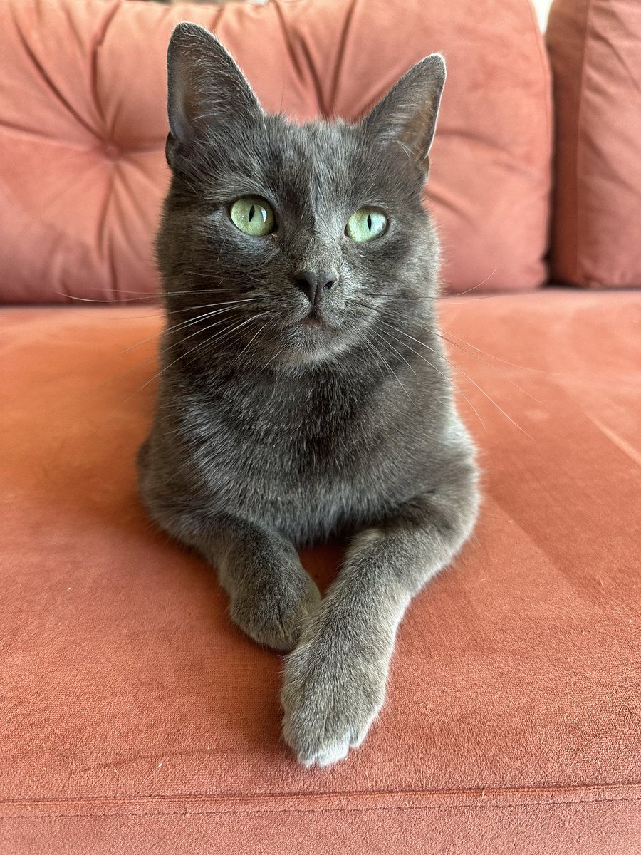 Kate Shaw tweet media