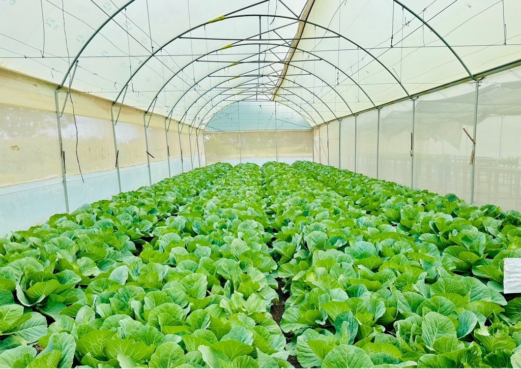 musse408's tweet photo. From $2 to $0.7: Revolutionizing Urban Agriculture in Mogadishu🇸🇴✋🚜.

When we launched our Urban Agriculture initiative in Mogadishu in 2019, vegetables like tomatoes, cucumbers, and cabbage were over $2 per kg, imported from countries like Kenya and Ethiopia. Today, the highest price per kg is just $0.7, thanks to local production! Isn’t that a huge success? We’ve reduced dependency on imports, created jobs, boosted the economy, and provided training for small-scale farmers. This initiative is transforming lives, driving economic growth, and empowering local communities through sustainable farming.