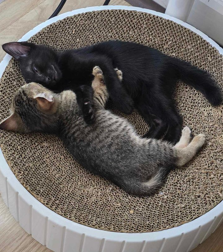 CatsterClub's tweet photo. 🏡หาบ้านให้น้องแมว🏡  
น้องเป็นลูกแมวจร อายุประมาณ2เดือน เพศเมีย 
เข้ากระบะทรายเป็นแล้ว
สะดวกทำวัคซีนเข็มแรกให้ก่อนส่ง

พิกัด: บางพลี สมุทรปราการ
ติดต่อ จี 0649308729
Line id : gimk_i https://t.co/S7Pb4MS7p3