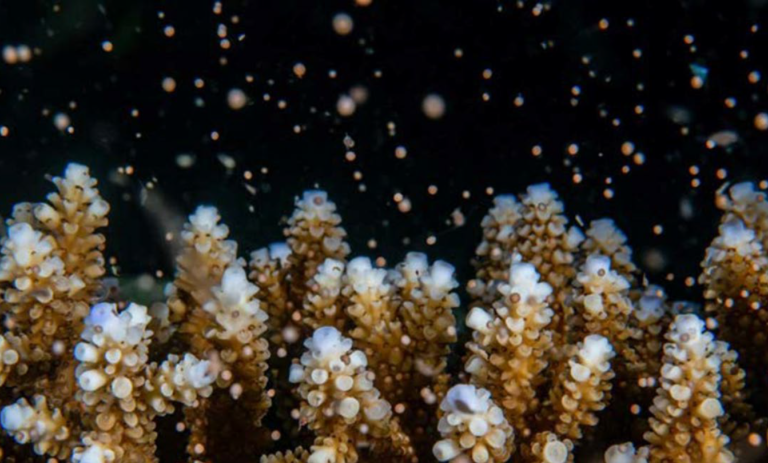 ERC_Research's tweet photo. 🌊🔬 James Guest & team from @UniofNewcastle successfully bred #corals to boost their heat tolerance, a major step in protecting reefs from #climatechange & bringing us closer to protecting our #oceans.
👉 https://t.co/HBjWqvK6Wa
🇪🇺#FrontierResearch #Ecoystems #Biodiversity https://t.co/JP5Y4t8Txp