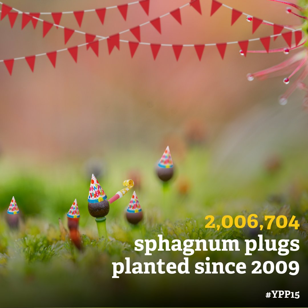 ypp_peat's tweet photo. A very special #SphagnumMonday today: we are celebrating 15 years of peatland restoration at #YPP15! This week, we'll share with you memories and achievements that made YPP what it is today. But for now, here're some Sphagnum spores with party hats! 🥳#GreatNorthBog https://t.co/Zg7YFsjv38