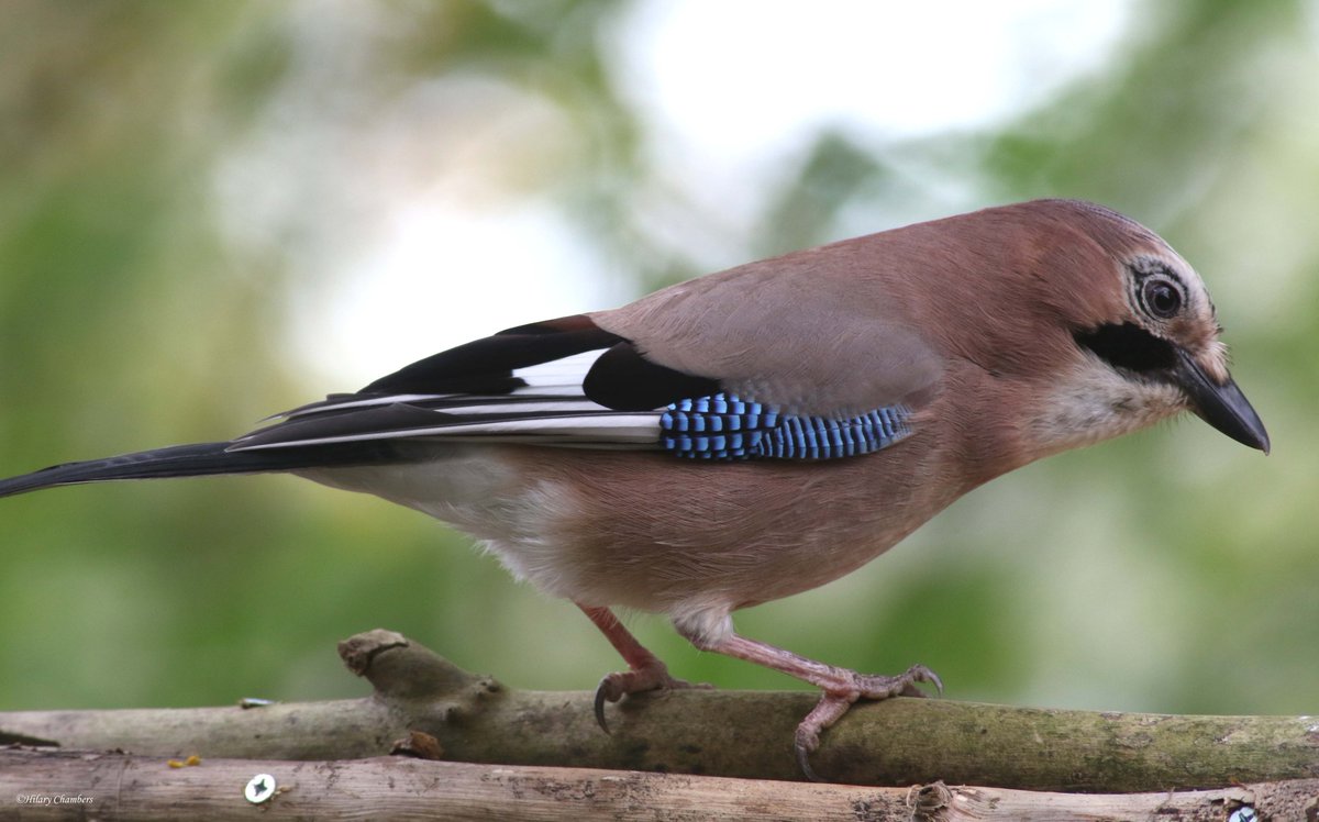 Jay from yesterday <a href="/DurhamBirdClub/">Durham Bird Club</a>