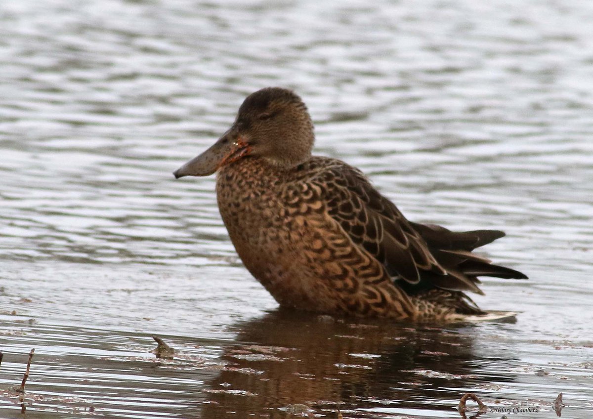Godwits and Shovellers from yesterday <a href="/DurhamBirdClub/">Durham Bird Club</a>