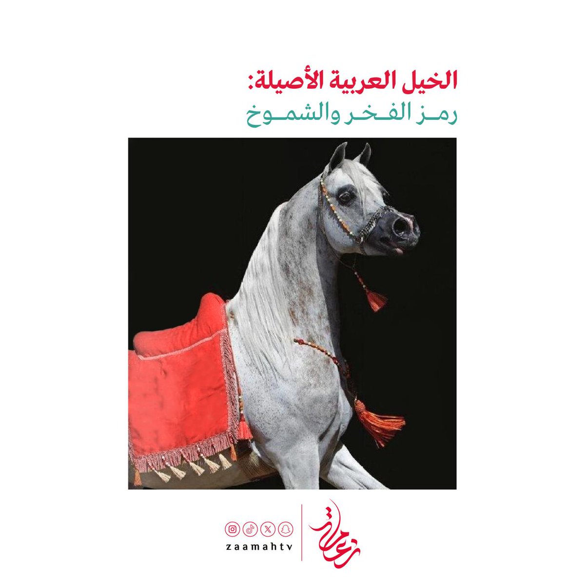 #زعامة_الإعلامية #السعودية #تراث #أصالة