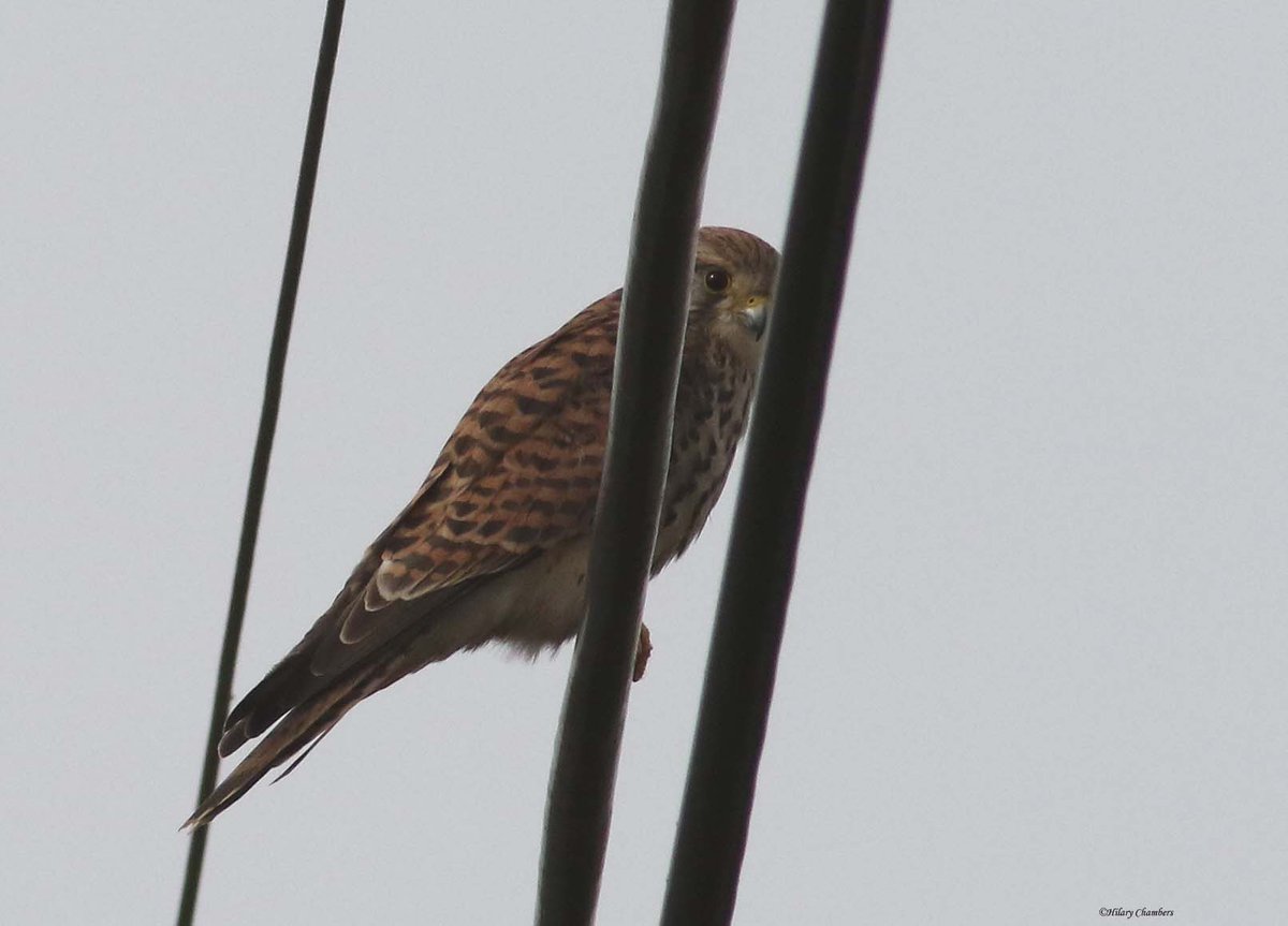 Buzzard and shy Kestrel from yesterday <a href="/DurhamBirdClub/">Durham Bird Club</a>