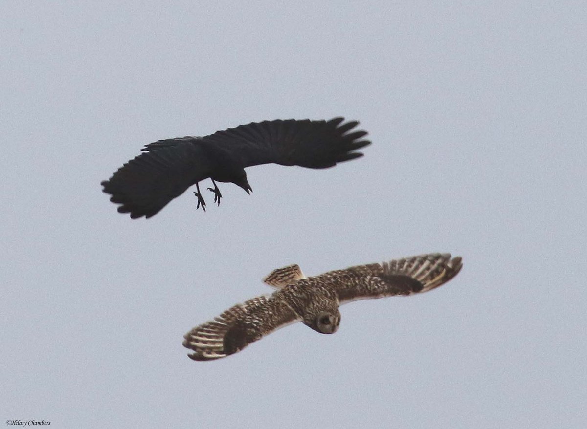 Some very distant (again) shots from yesterday of one the SEO <a href="/DurhamBirdClub/">Durham Bird Club</a>