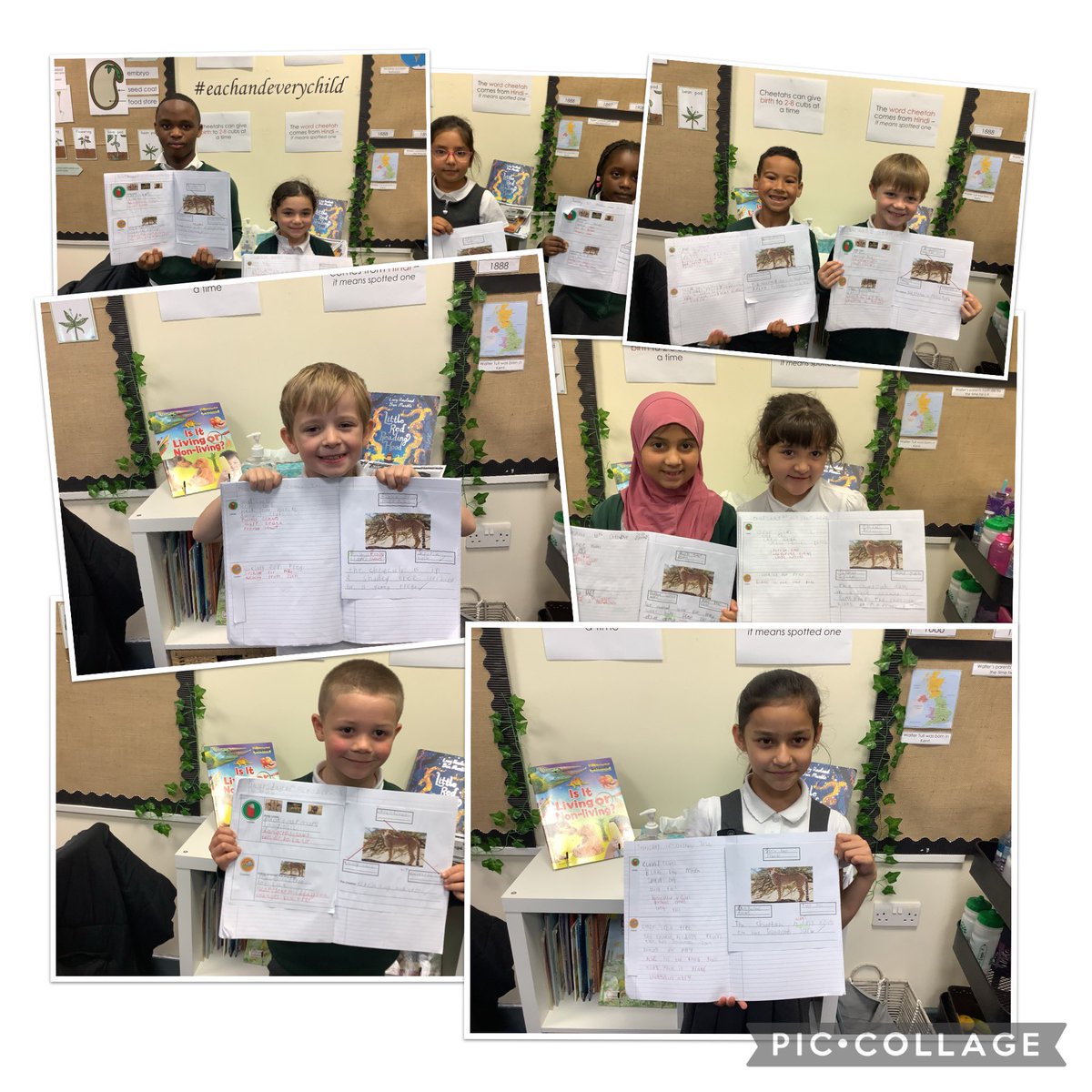 We have been writing facts for a non chronological report on cheetahs 🐆 <a href="/hgprimary/">Heygreen Primary</a>