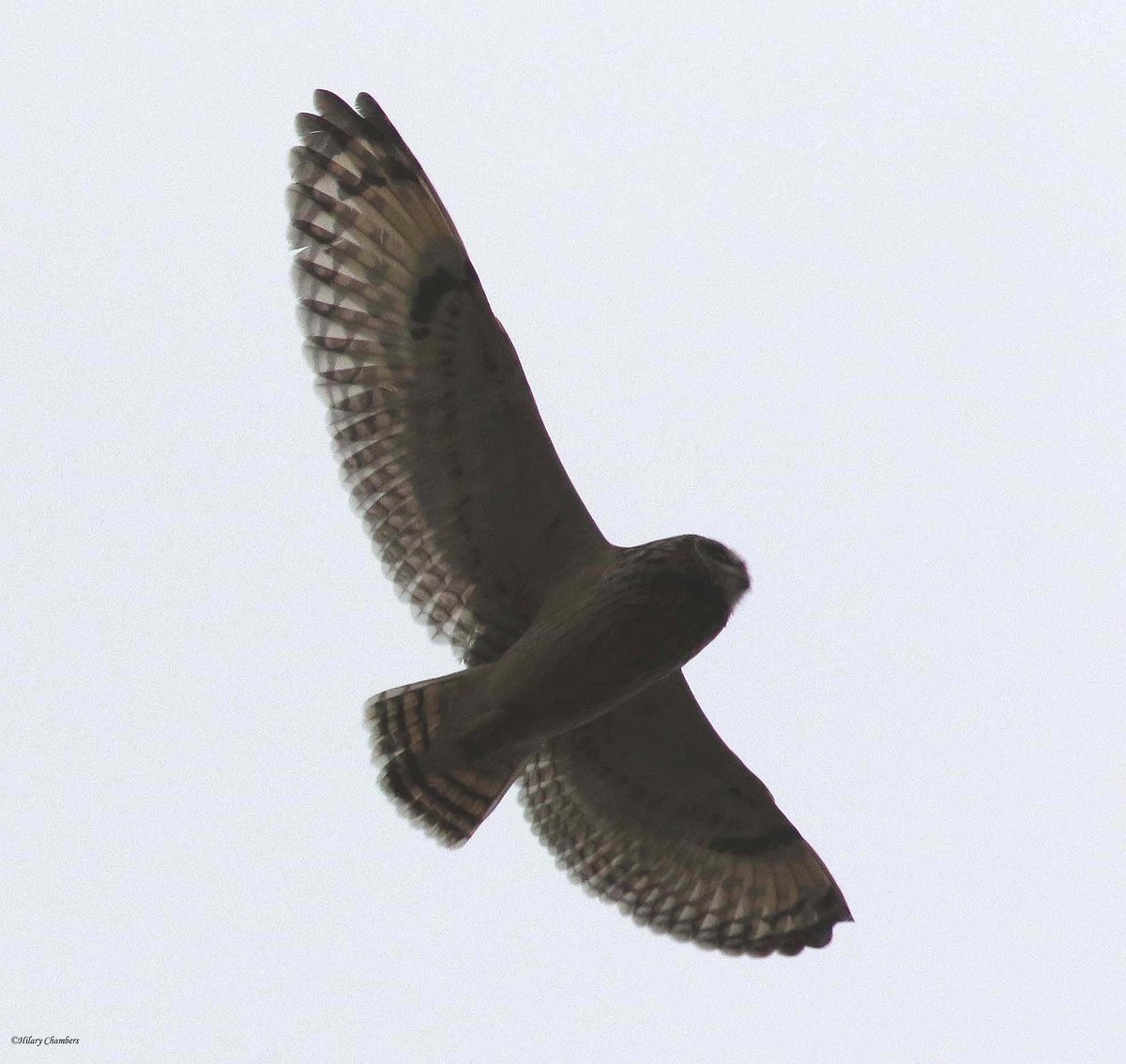 Very distant SEO shots from yesterday <a href="/DurhamBirdClub/">Durham Bird Club</a>