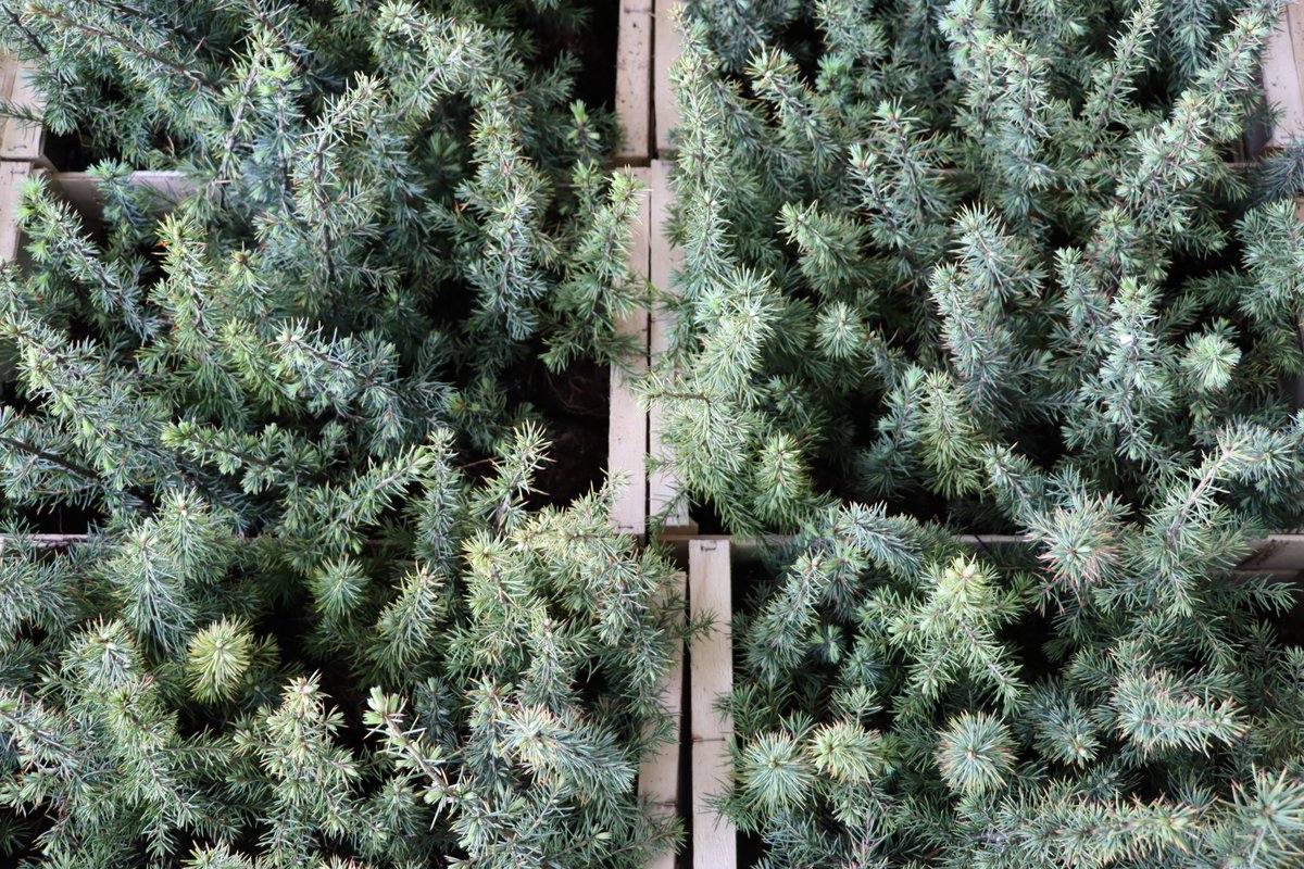 RMDSA's tweet photo. RMD ha creado su segundo proyecto de reforestación bajo el nombre de Bosque RMD 2 🌲🌲

Esta iniciativa busca combatir el cambio climático y restaurar la biodiversidad, manteniendo el compromiso de cuidar esta masa forestal durante 45 años.

#reforestación  #Sostenibilidad #RMD https://t.co/1STf7qdmRD