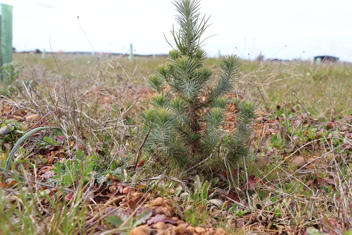 RMD ha creado su segundo proyecto de reforestación bajo el nombre de Bosque RMD 2 🌲🌲

Esta iniciativa busca combatir el cambio climático y restaurar la biodiversidad, manteniendo el compromiso de cuidar esta masa forestal durante 45 años.

#reforestación  #Sostenibilidad #RMD