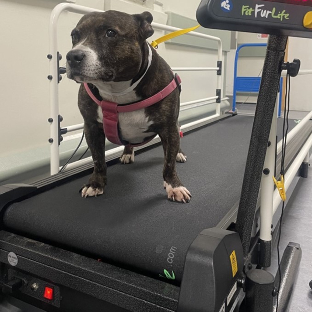 AnimalCareTrust's tweet photo. We've funded a new gait analysis #treadmill @RoyalVetCollege which helps diagnose lameness. It has tiny pressure sensors, synchronised to a camera that films the dog walking. Find out more about our work at https://t.co/qKHdilGXIO #BoneJointWeek #MusculoskeletalHealth #Mobility https://t.co/mrkUyhD4pq