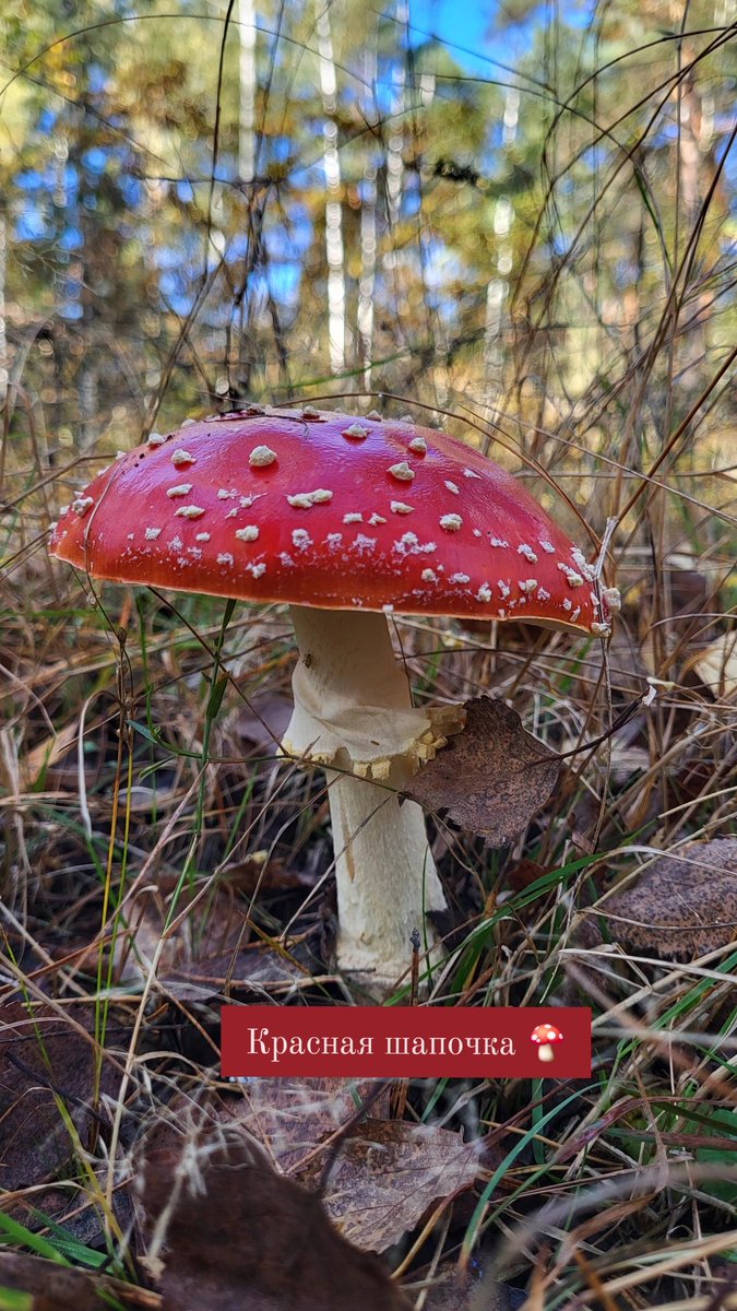 Nordic Alf 🌲 (@nordic_alf) on Twitter photo 