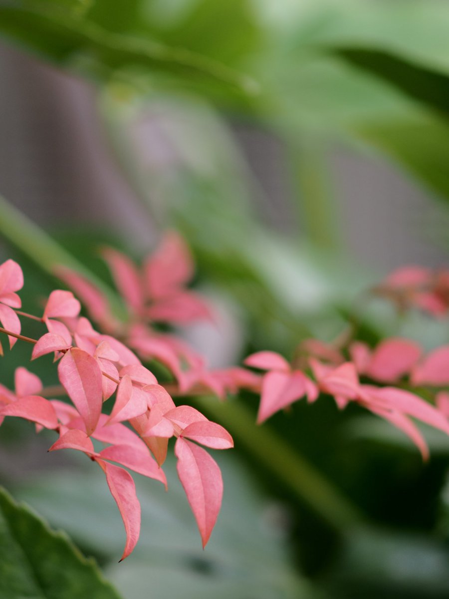nyannohibi's tweet photo. ๐บ
๐ทOM-D E-M1 Mk II
๐ญE.ZUIKO 135mm f3.5
#omdem1mkii
#ๅ็ใๅฅฝใใชไบบใจ็นใใใใ
#ๅ็ใงไผใใใ็งใฎไธ็
#ใใกใคใณใใผ่ถใใฎ็งใฎไธ็ https://t.co/LgxP4TXpcJ