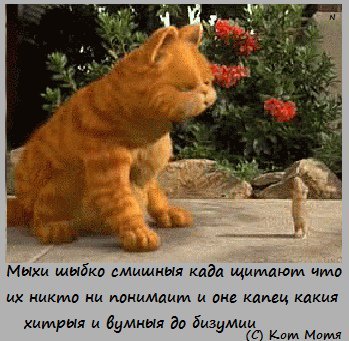 Блог Кота Моти.: Котус с ответусами catmotya.blogspot.com/2024/10/blog-p…