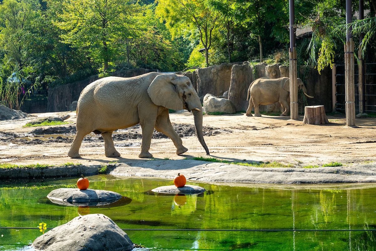 Cleveland Metroparks Zoo is open year-round except Thanksgiving, Christmas Day, &amp; New Year’s Day. 🐘